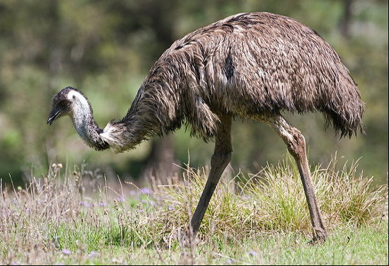 Picture 9 of 10 animals live in an unexpected place