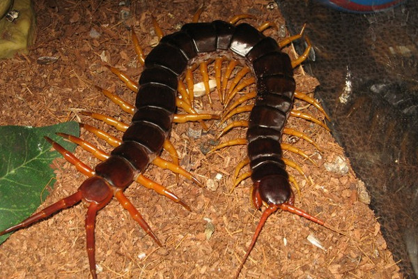 Picture 2 of 10 animals make humans extinct if revived