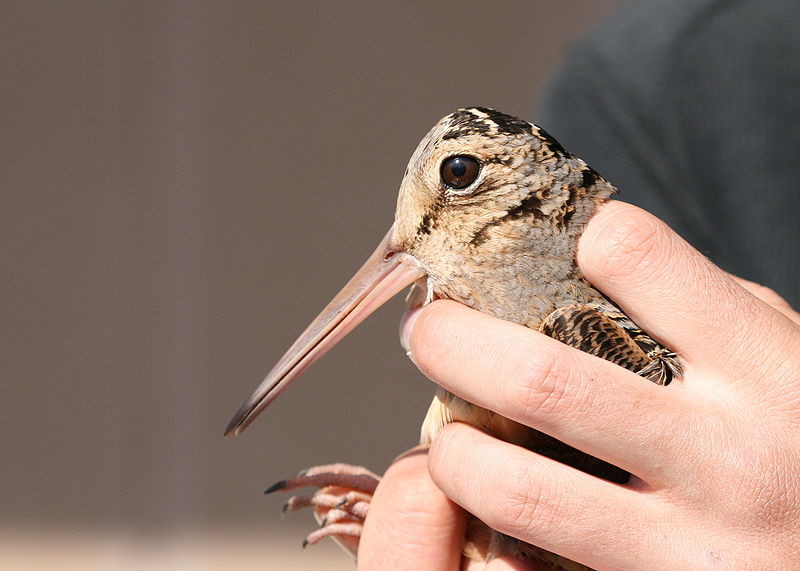 Picture 10 of 10 animals move the planet the slowest