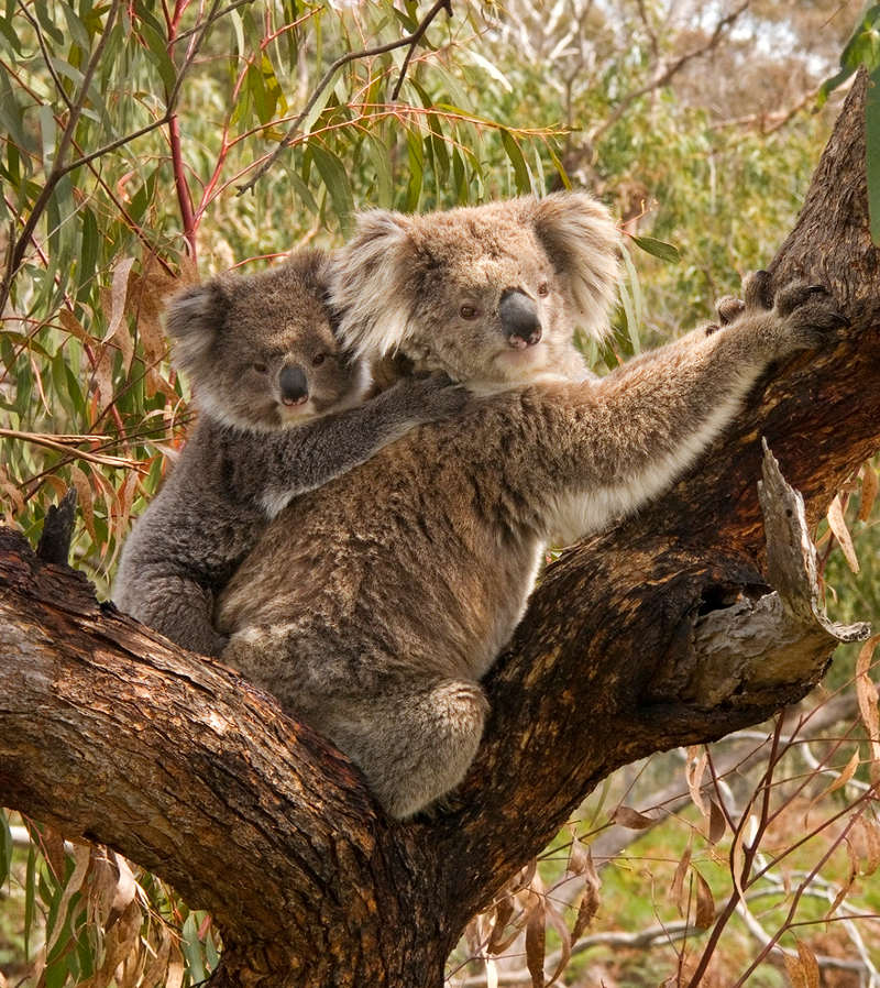 Picture 5 of 10 animals move the planet the slowest