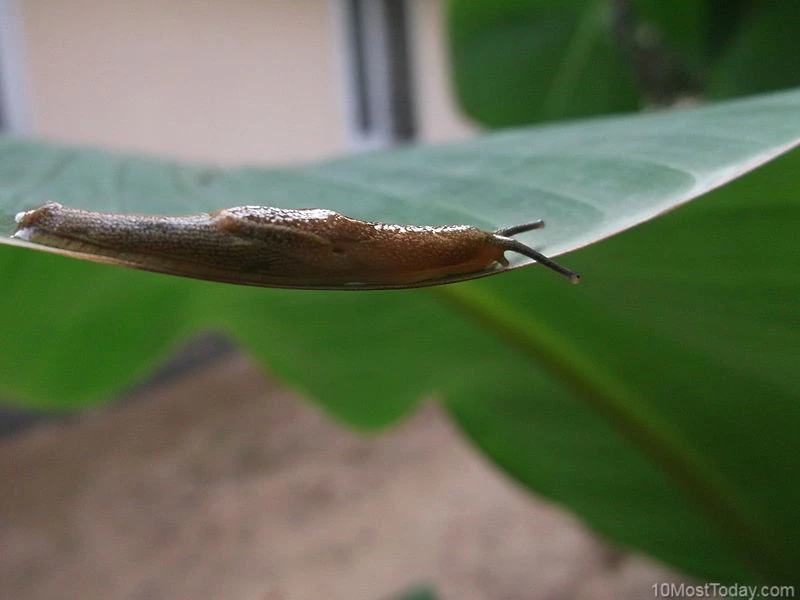 Picture 6 of 10 animals move the planet the slowest