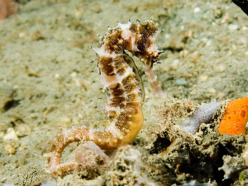 Picture 7 of 10 animals move the planet the slowest