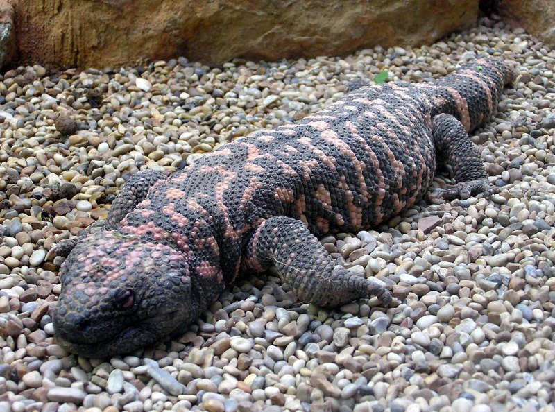 Picture 8 of 10 animals move the planet the slowest