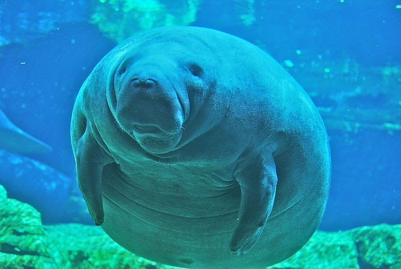 Picture 9 of 10 animals move the planet the slowest