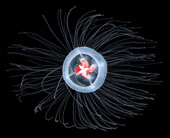 Picture 10 of 10 animals that live the longest in the earth