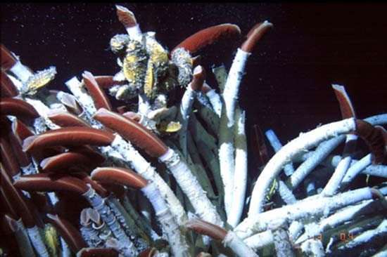 Picture 5 of 10 animals that live the longest in the earth