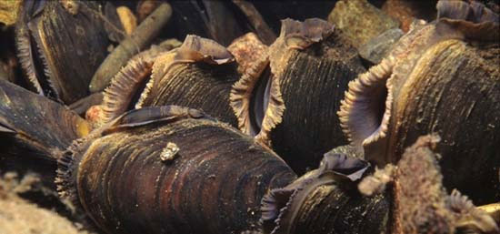 Picture 6 of 10 animals that live the longest in the earth