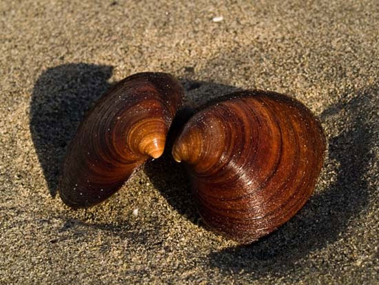 Picture 8 of 10 animals that live the longest in the earth