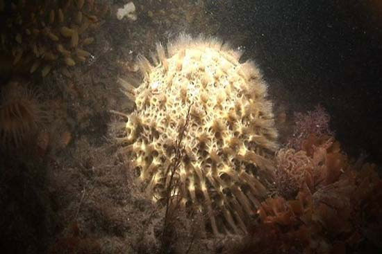 Picture 9 of 10 animals that live the longest in the earth
