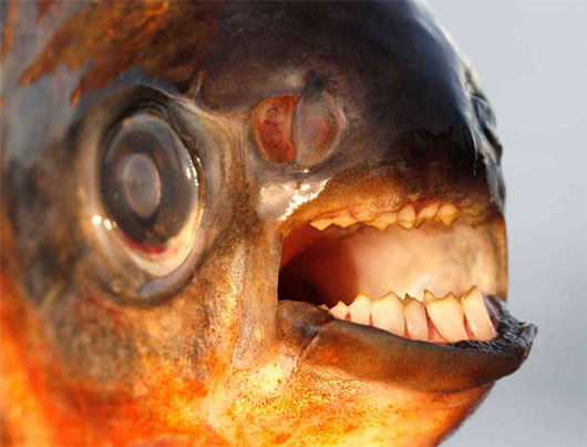 Picture 10 of 10 aquatic monsters of the Amazon river