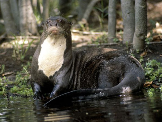 Picture 4 of 10 aquatic monsters of the Amazon river