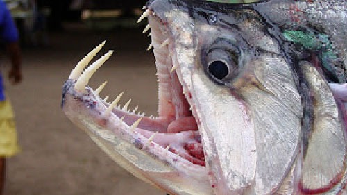 Picture 9 of 10 aquatic monsters of the Amazon river