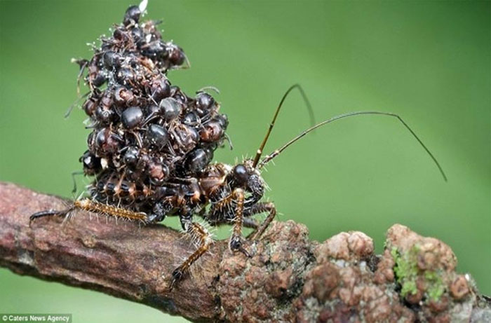 Picture 10 of 10 arthropods 'weird' in nature