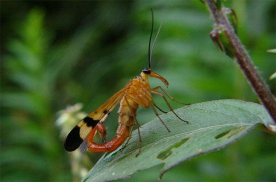 Picture 5 of 10 arthropods 'weird' in nature