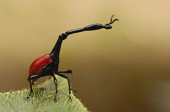 Picture 7 of 10 arthropods 'weird' in nature