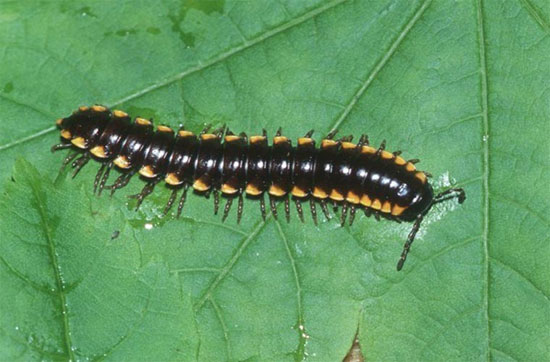 Picture 8 of 10 arthropods 'weird' in nature