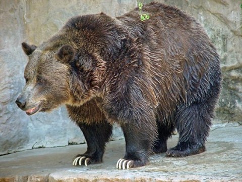 Picture 10 of 10 'athletes' in the animal world