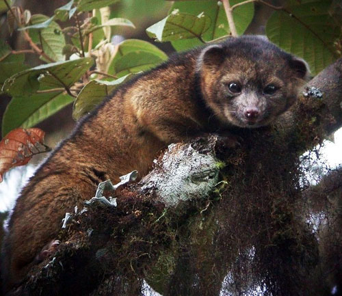 Picture 1 of 10 best new species in 2014