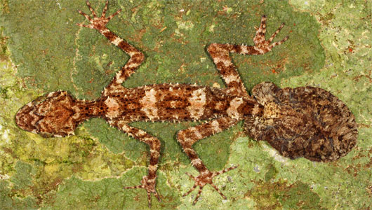 Picture 2 of 10 best new species in 2014