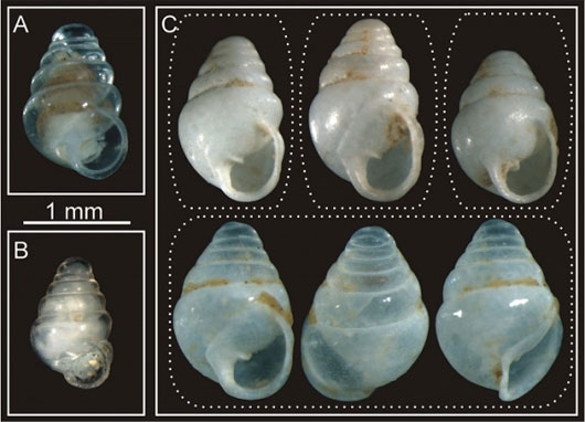Picture 3 of 10 best new species in 2014