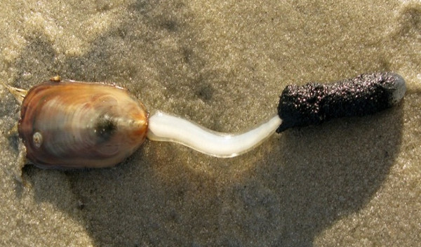 Picture 4 of 10 creatures can survive the nuclear war