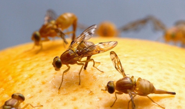 Picture 5 of 10 creatures can survive the nuclear war