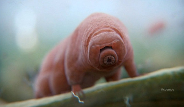 Picture 7 of 10 creatures can survive the nuclear war