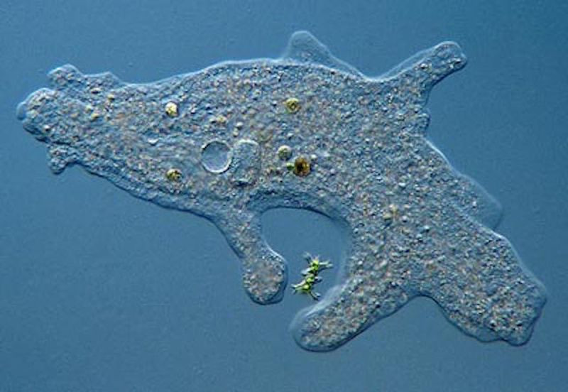Picture 8 of 10 creatures can survive the nuclear war