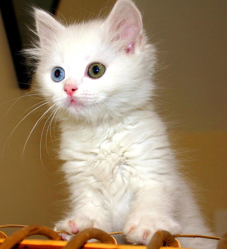 Picture 1 of 10 cute animals are 'beasts' cannibalistic