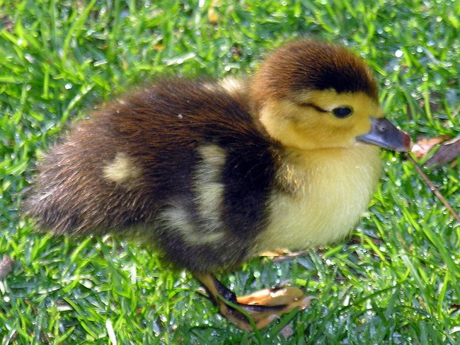 Picture 10 of 10 cute animals are 'beasts' cannibalistic