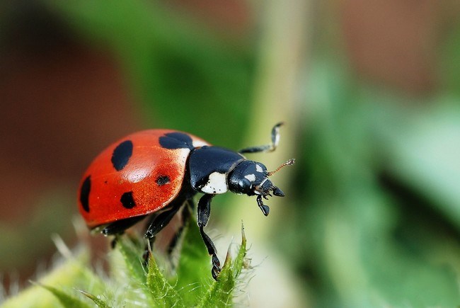 Picture 3 of 10 cute animals are 'beasts' cannibalistic