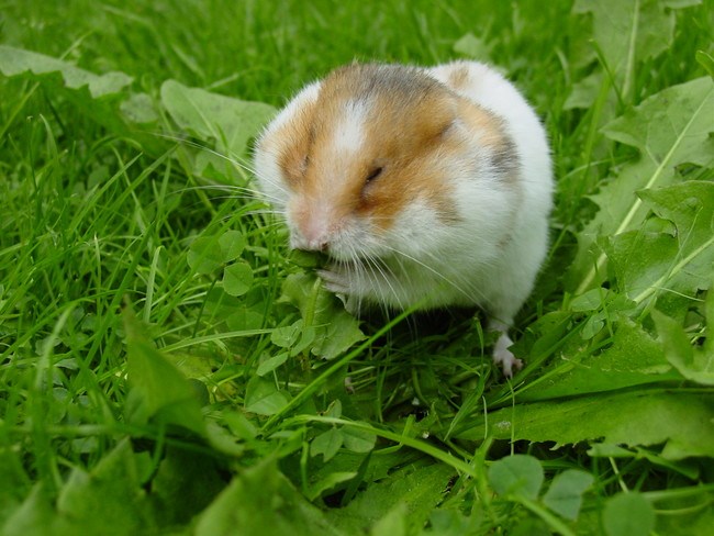 Picture 5 of 10 cute animals are 'beasts' cannibalistic