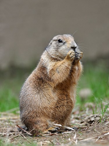 Picture 7 of 10 cute animals are 'beasts' cannibalistic