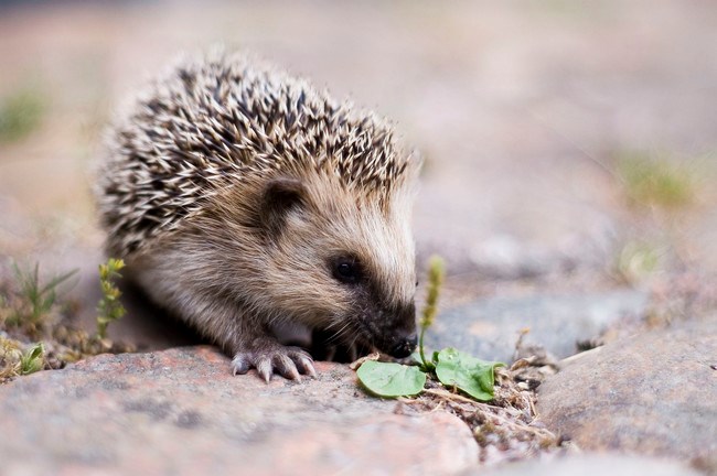 Picture 9 of 10 cute animals are 'beasts' cannibalistic