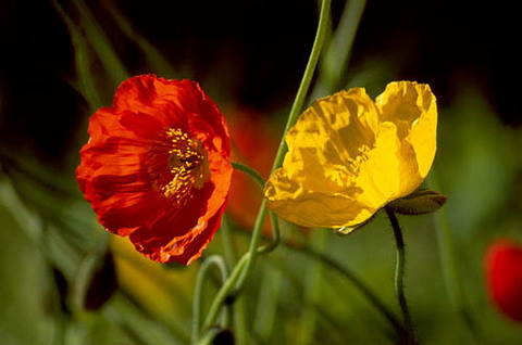 Picture 10 of 10 dangerous flowers