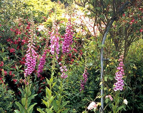 Picture 2 of 10 dangerous flowers