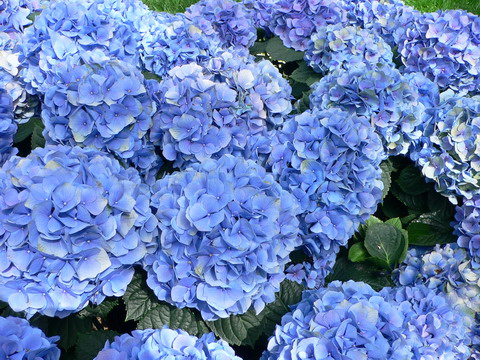 Picture 3 of 10 dangerous flowers