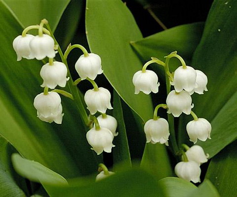 Picture 4 of 10 dangerous flowers