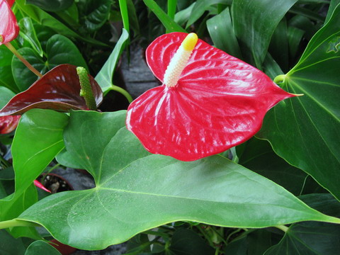 Picture 5 of 10 dangerous flowers