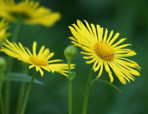 Picture 6 of 10 dangerous flowers