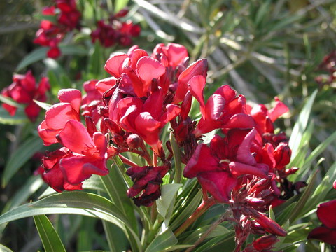 Picture 7 of 10 dangerous flowers