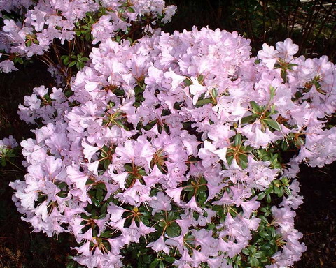 Picture 8 of 10 dangerous flowers