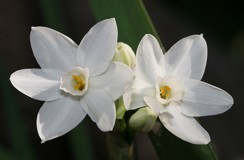 Picture 9 of 10 dangerous flowers