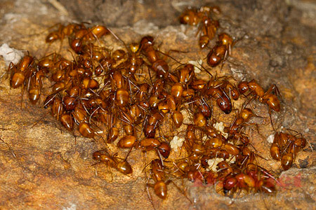 Picture 2 of 10 dangerous small animals in Vietnam