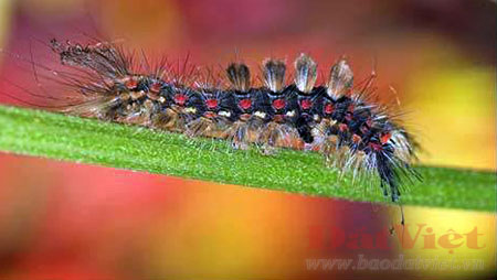 Picture 3 of 10 dangerous small animals in Vietnam