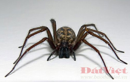 Picture 5 of 10 dangerous small animals in Vietnam