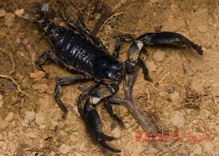 Picture 6 of 10 dangerous small animals in Vietnam