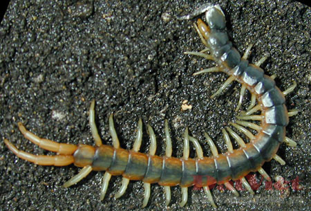 Picture 7 of 10 dangerous small animals in Vietnam