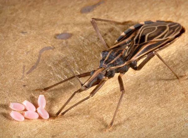 Picture 8 of 10 diseases will kill you in just 24 hours
