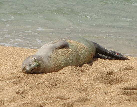 Picture 10 of 10 endangered animals